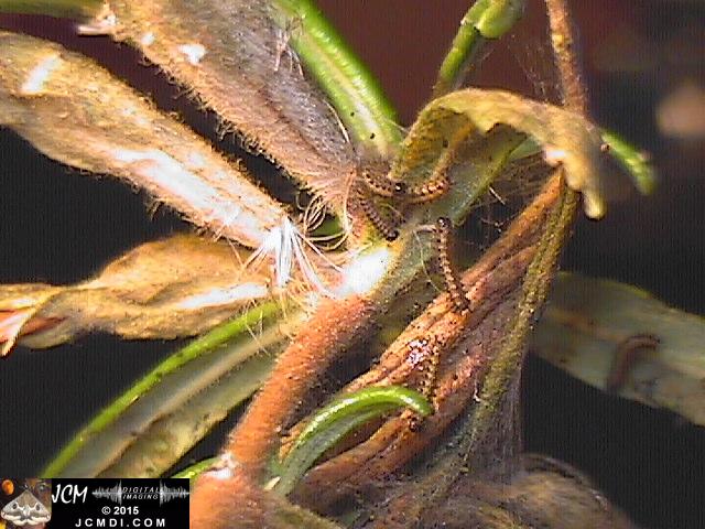 Chalcedon Checkerspot (Euphydryas chalcedona) tiny 1st instar larvae